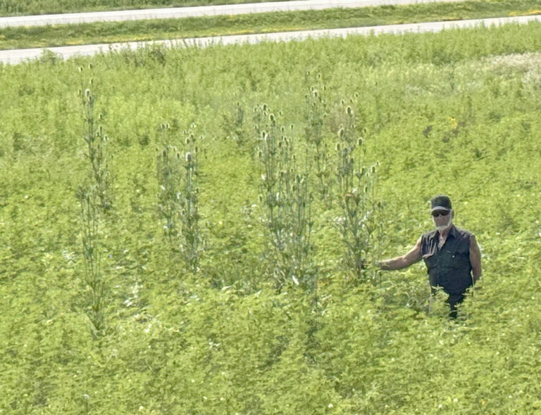 Musk thistle processed