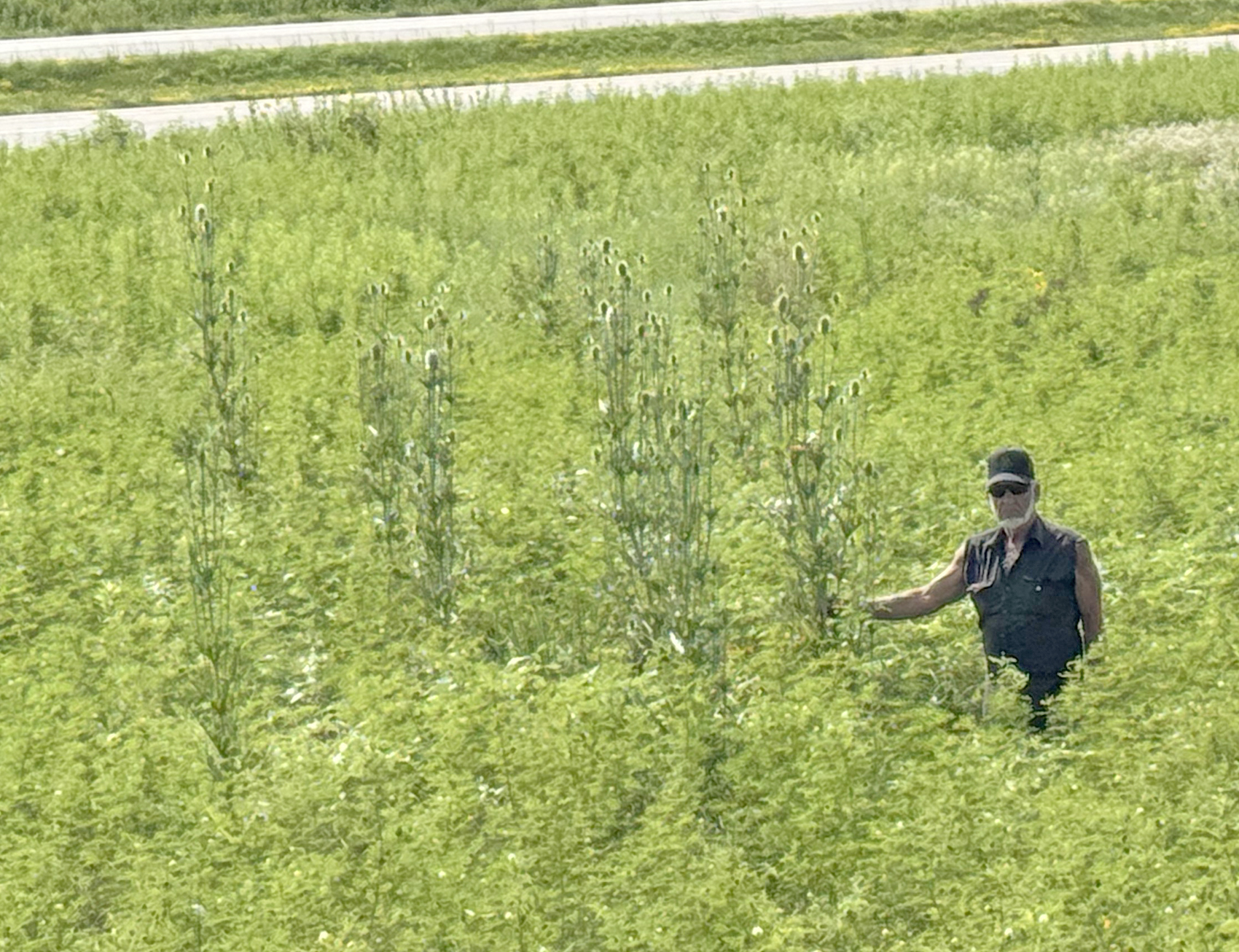 Musk thistle processed