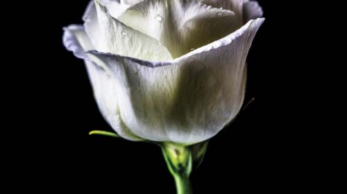 Flower-e