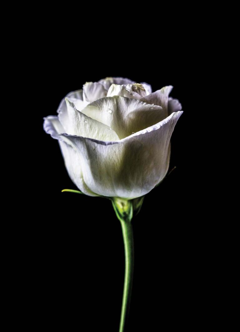 Flower-e