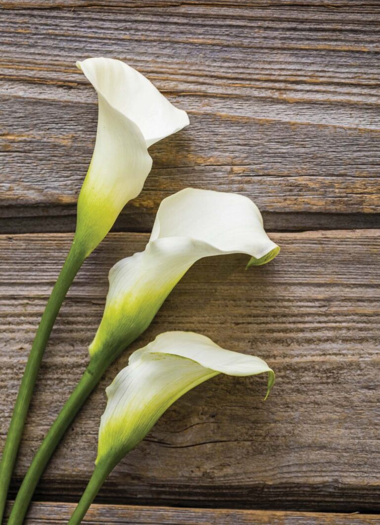 Flower-h