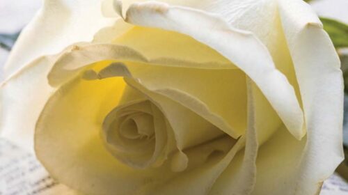 Flower-j