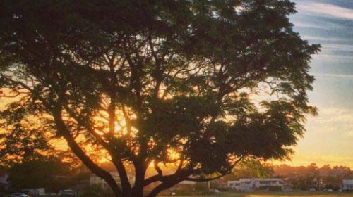 Tree-1-840x717-1