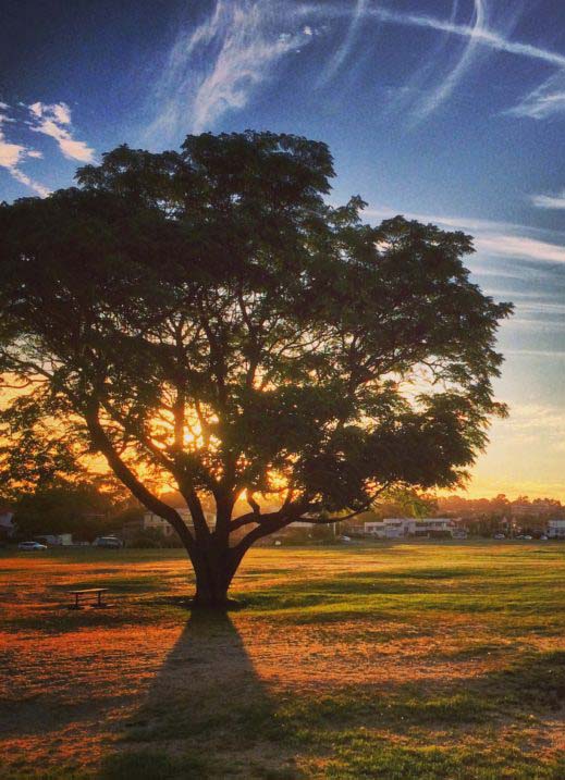Tree-1-840x717-1