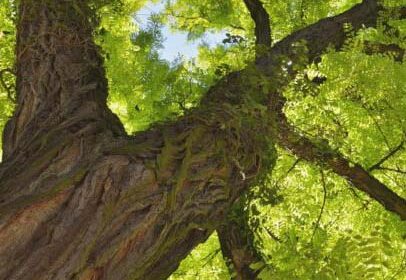 Acacia Tree