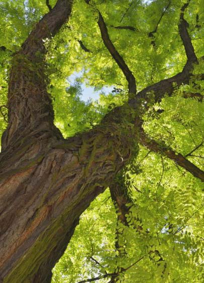Acacia Tree
