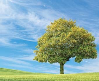 Tree-a