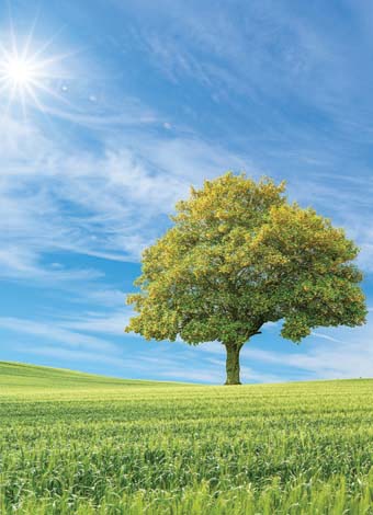 Tree-a