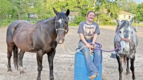 horse copy