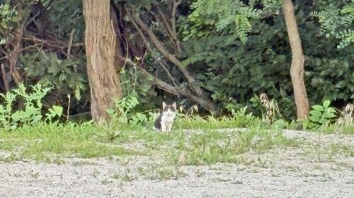 wild cat copy