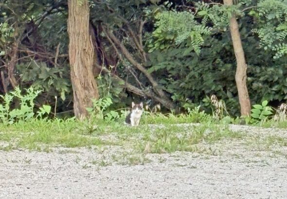 wild cat copy