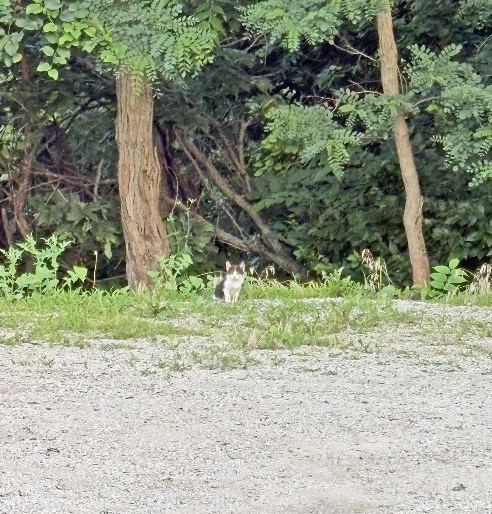 wild cat copy