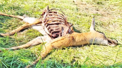 poaching deer copy