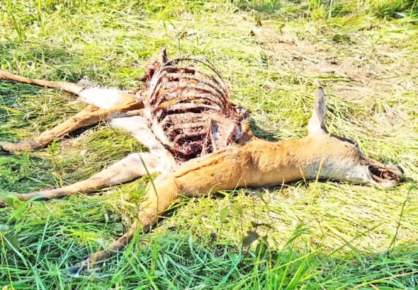 poaching deer copy