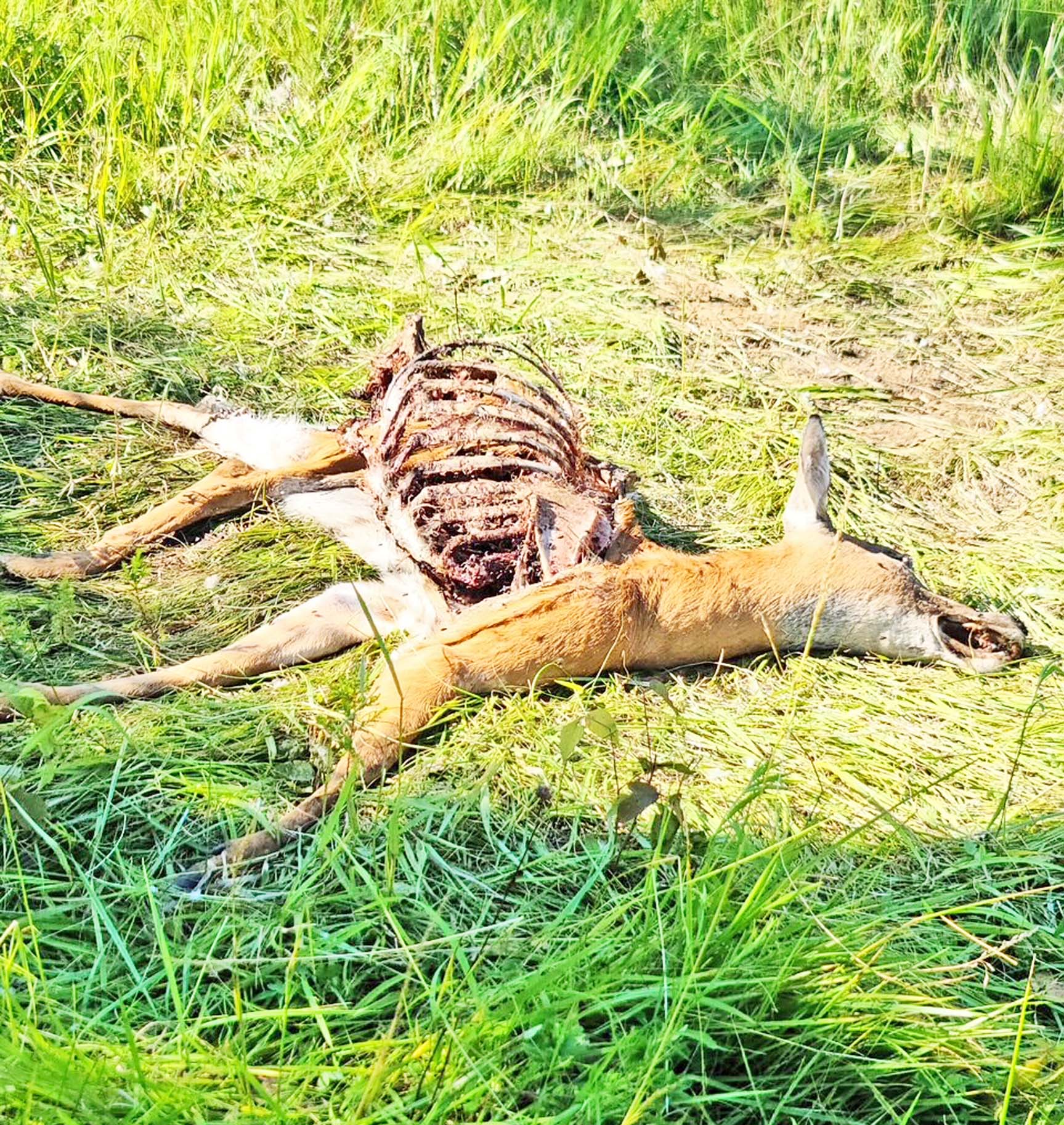 poaching deer copy