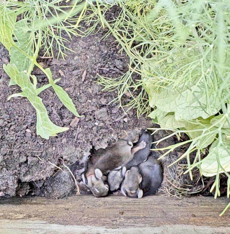 rabbits copy