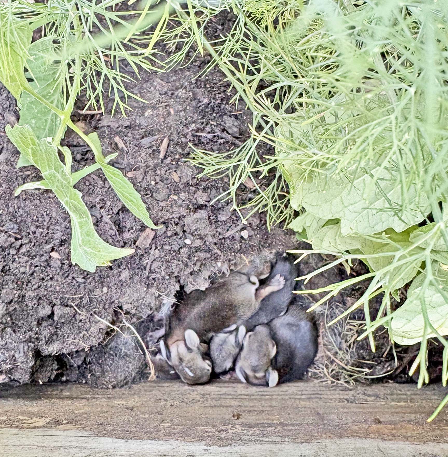 rabbits copy